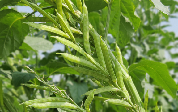 applicationsIndustries